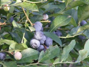 Click for 

The Blueberry Farm Web Site Recipe Section!!!!