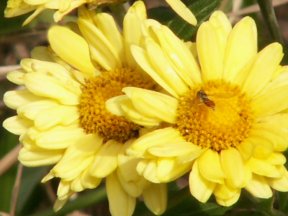 Busy bumble bee