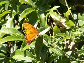 butterfly