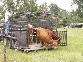 The cows come home