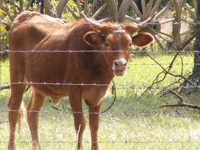 One of the Gal Cows