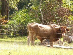 Jesse the BULL Texas Longhorn