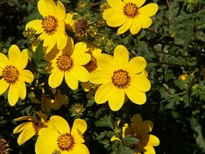daisies  ??