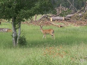 Deer in side road