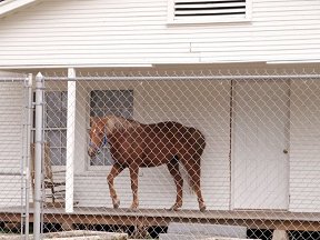 why not just get a guard dog like most people