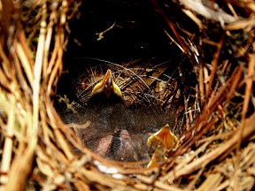 Hungry babies nesting in my Petunia pot 