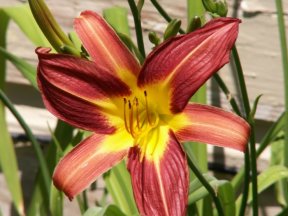 some kind of lillies ??