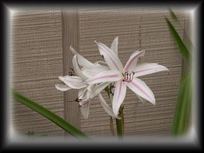 lovely  lillies