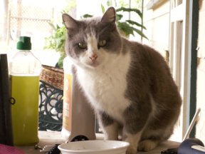 Ms M Step Cat came with the house