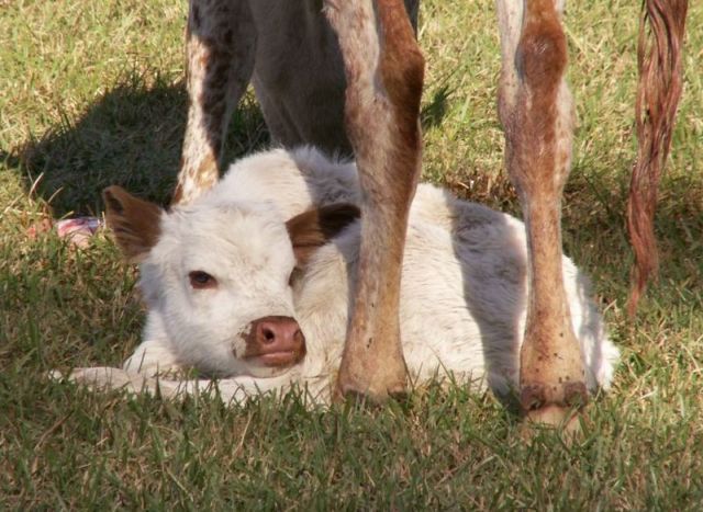 New baby T-Bone