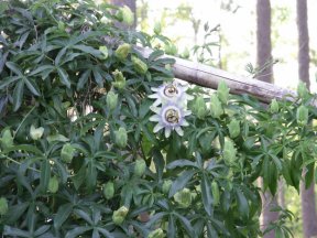 Passion Flower Vine 