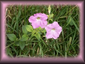 purty purple petunia