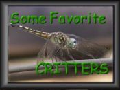 Some favorite critters