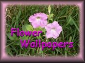 Favorite Flowers II Windows Wallpapers