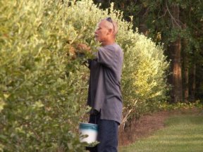 Jeff picking Blueberries