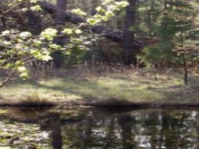 Our own little pond