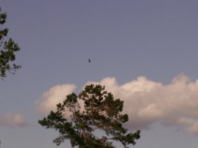 Sky clouds hawk