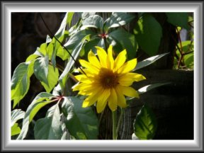 a really excellent sunflower