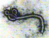 http://www.geocities.com/mockturtl/images/1virusmagnify.gif (122077 bytes)