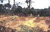 6KIKWITGRAVES.gif (15375 bytes)