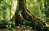 Buttress roots typically found in rainforest