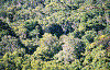 Canopy or rainforest