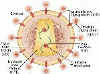 graphic representation of the HIV