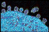 HIV Virus