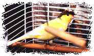 Ringo -- Serin Saxon Hupp�