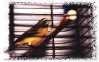 Zorro, -- Serin du Mozambique (Green Singing)