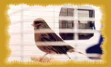 Picoline, -- Serin Border
