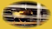 Picolo, -- Serin Saxon