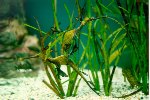 ��ǹ����·���ԧ���� ���¡��� Sea Dragon