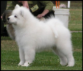 3 months Baby Puppy in Group