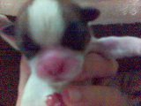 moo moo ... we look like cows just 3 days old.