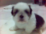 At 1 mth, my head is STILL BIGGER!