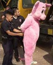 Cops arresting a 'pig'