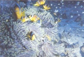 deep sea fish