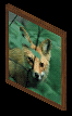 A nice photo of a fox.