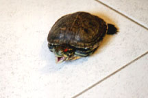 hehe brand NEW GAA MOSCOT HAHA~ Turtle roars, 'GIMME FOOOOD!!'