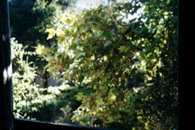 a view out my window... a nice tree that blocks my room from the parking lot~
