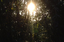 the sun hiding behind the trees~