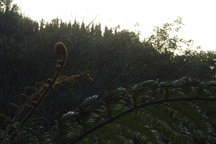 hehehe trees with weird curly horns~
