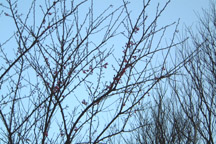 i remember someone... forget who it is... told me that there are pink flowers during spring... i guess it's spring already~