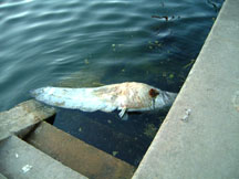 hehe huge river fish... dead