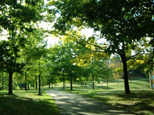 greens....