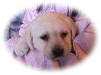puppy