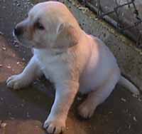 puppy