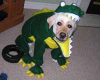 I want be be a Godzilla!