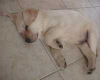 knocked out